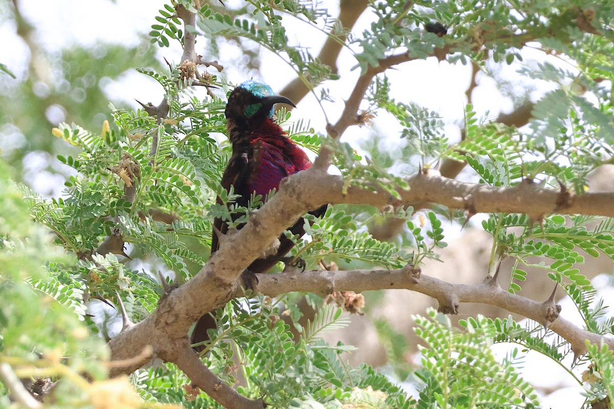 Scarlet-chested Sunbird - ML627621941