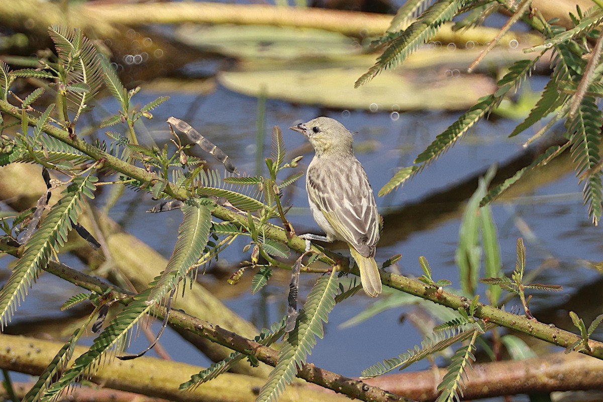 Little Weaver - ML627621959