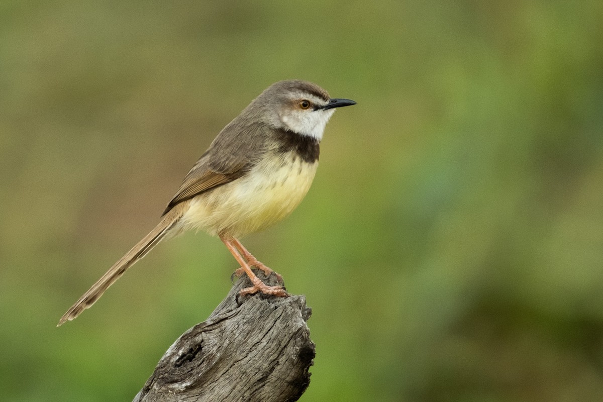 Prinia à plastron - ML627622050