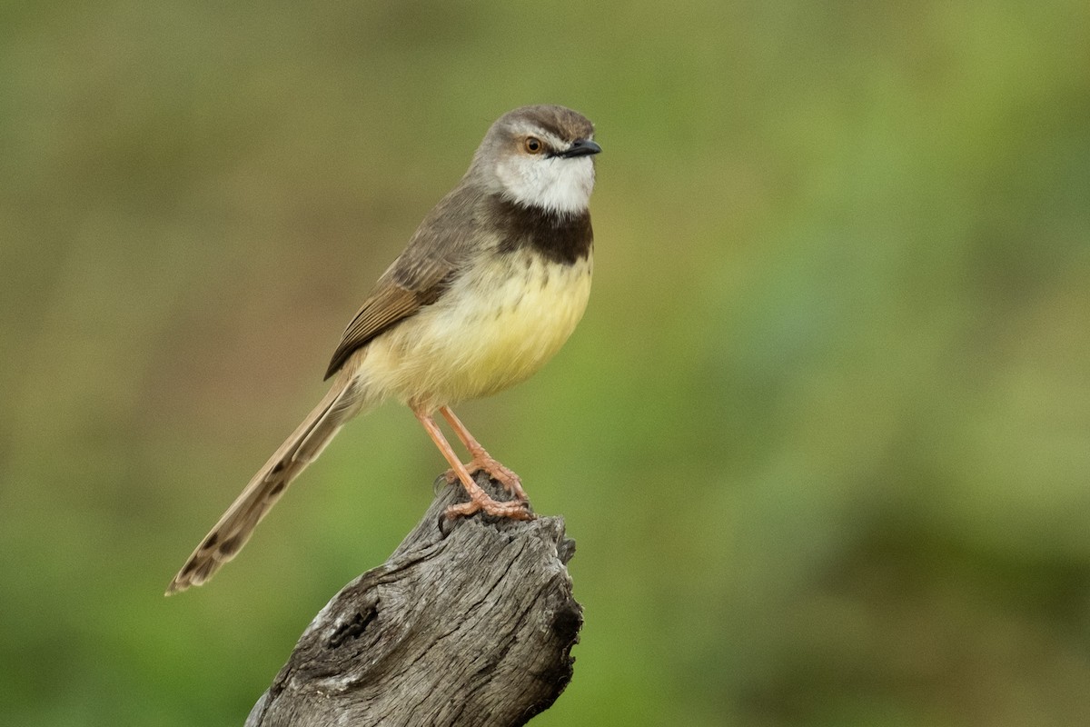 Prinia à plastron - ML627622051