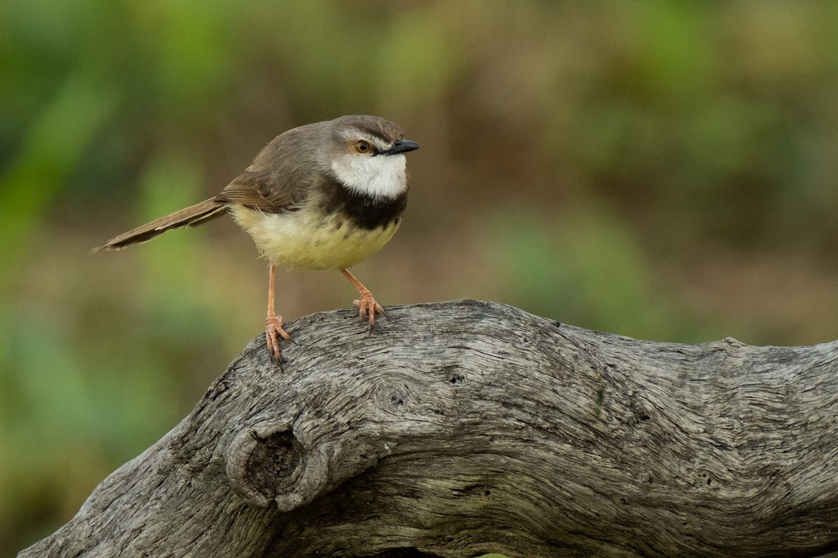 Prinia à plastron - ML627622052