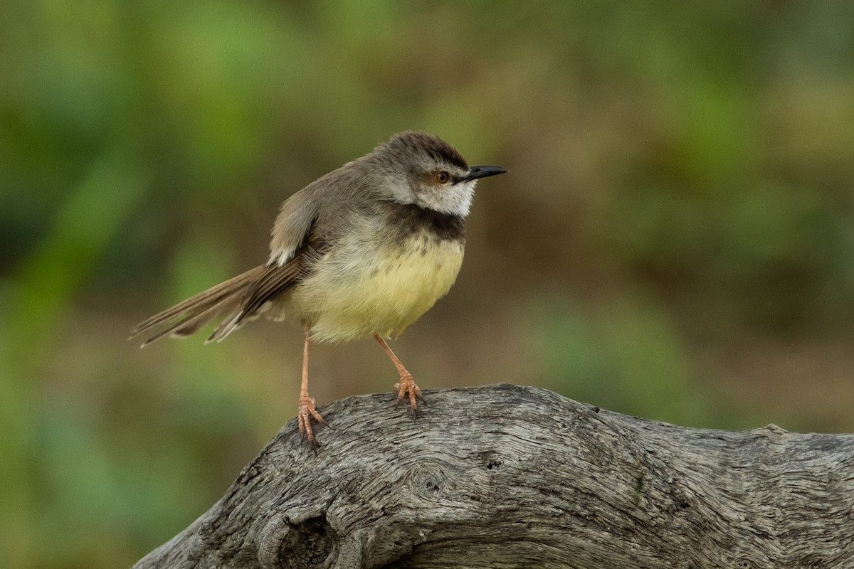 Prinia à plastron - ML627622053