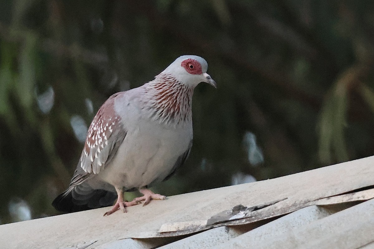 Speckled Pigeon - ML627622062