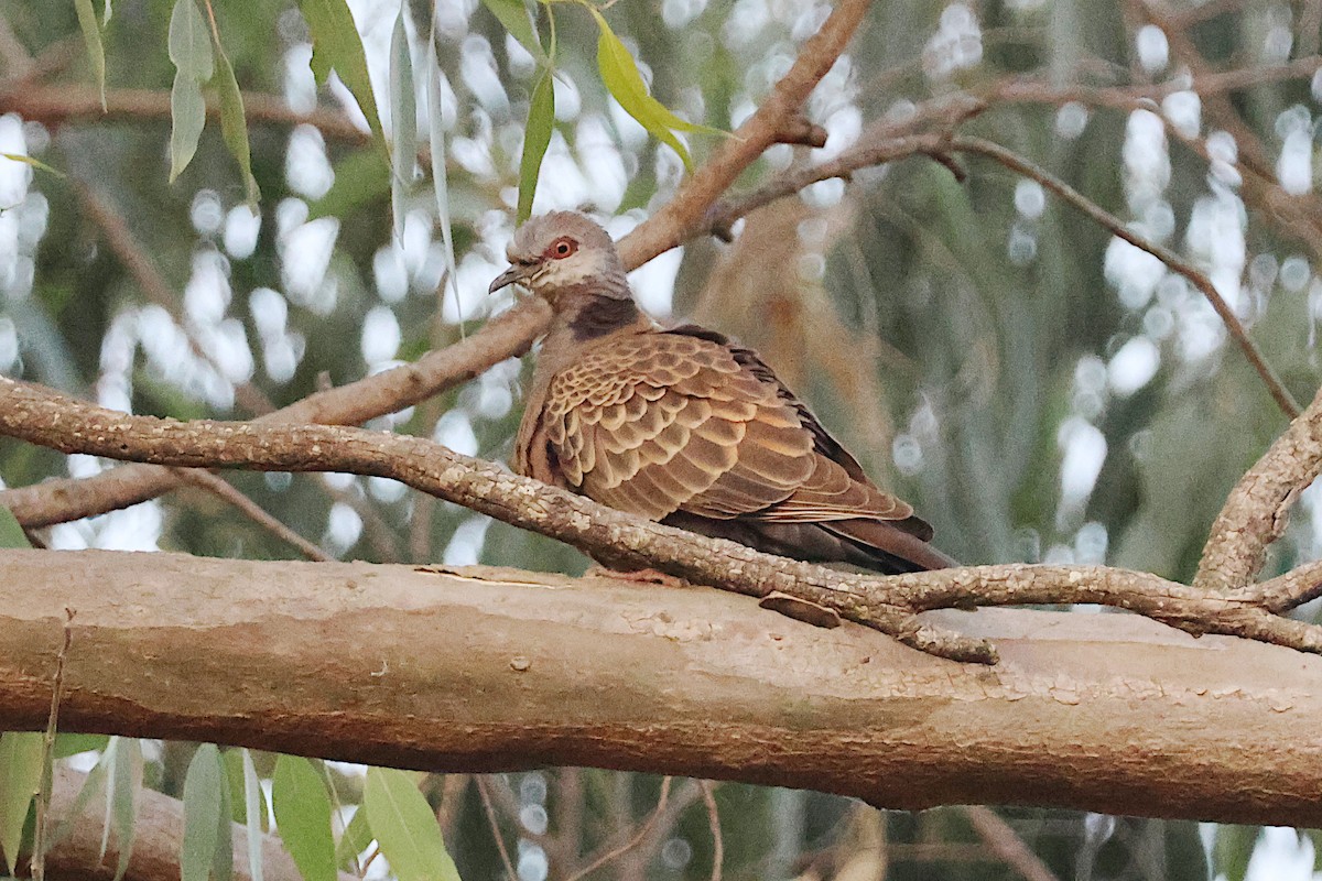 Adamawa Turtle-Dove - ML627622063