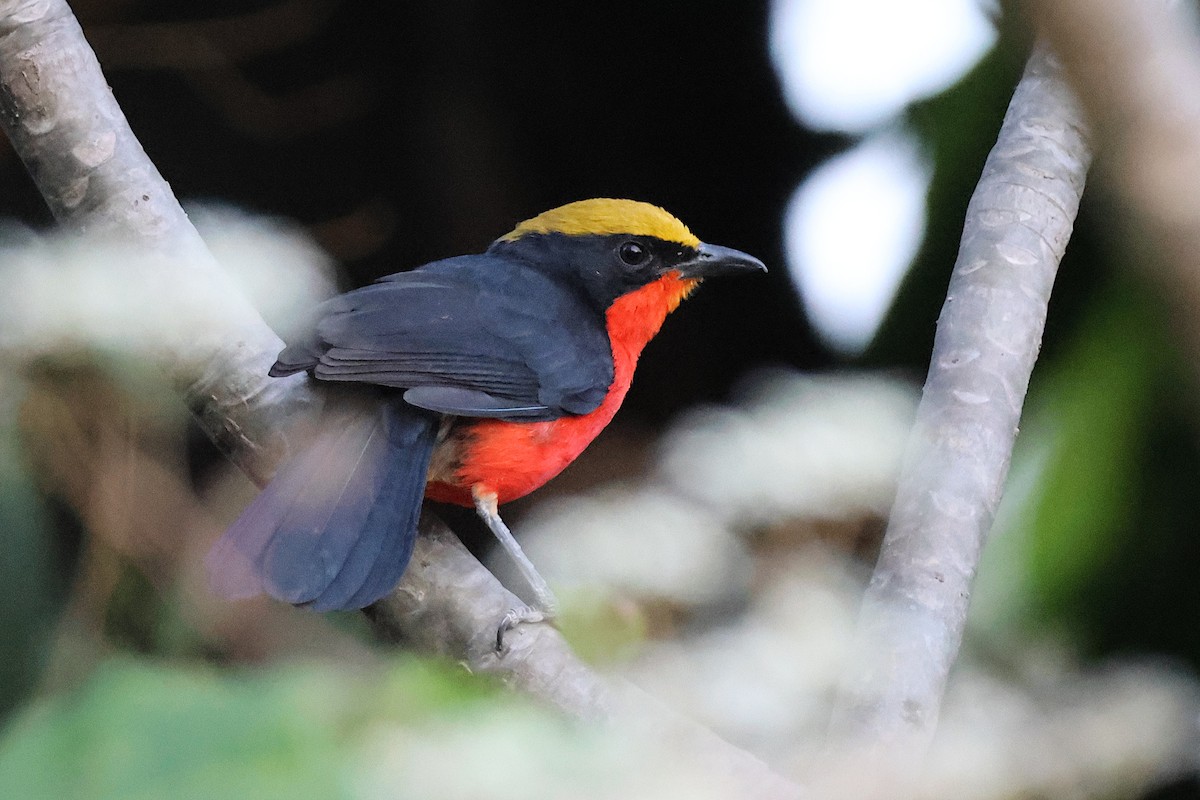 Yellow-crowned Gonolek - ML627622068