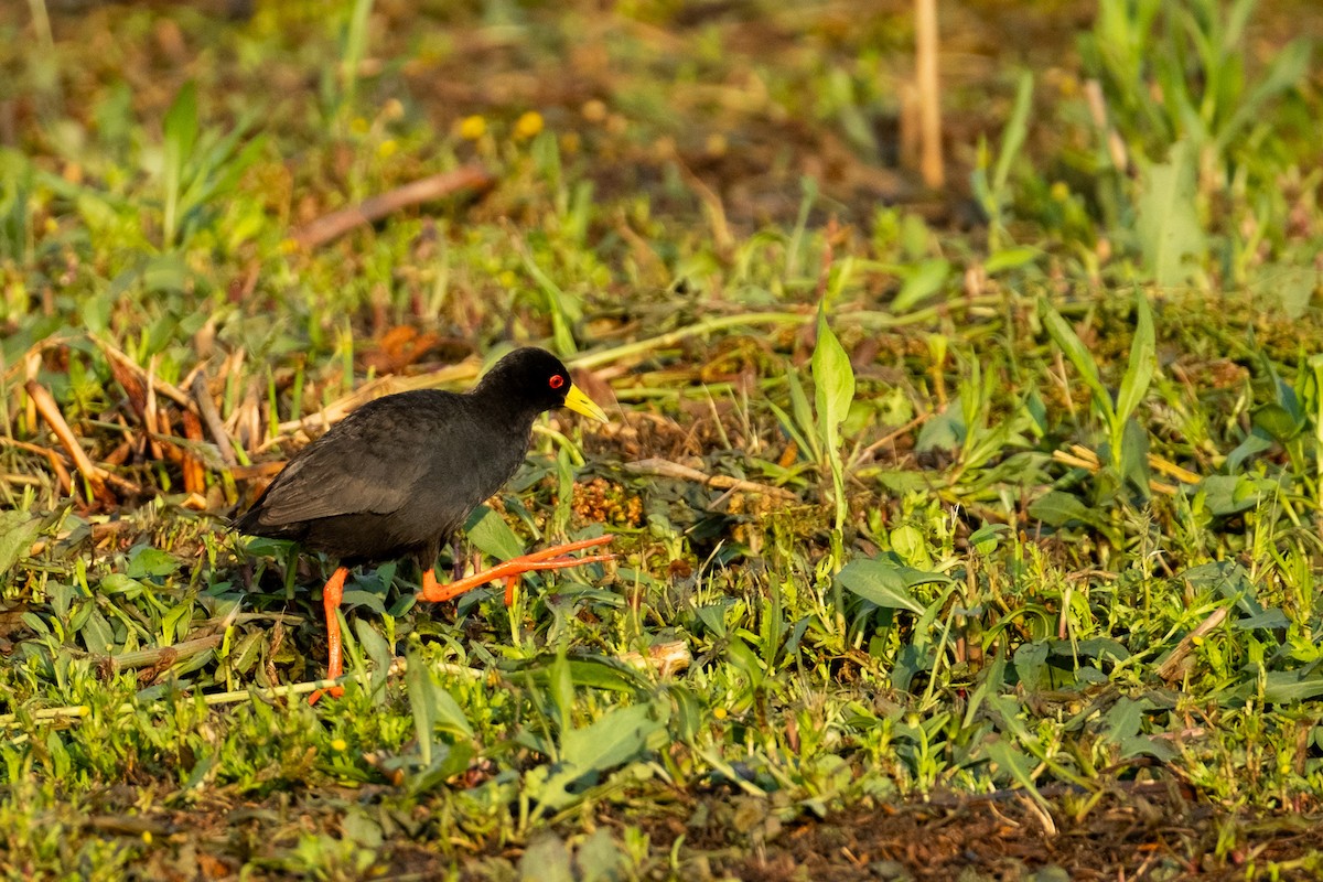 Black Crake - ML627622086