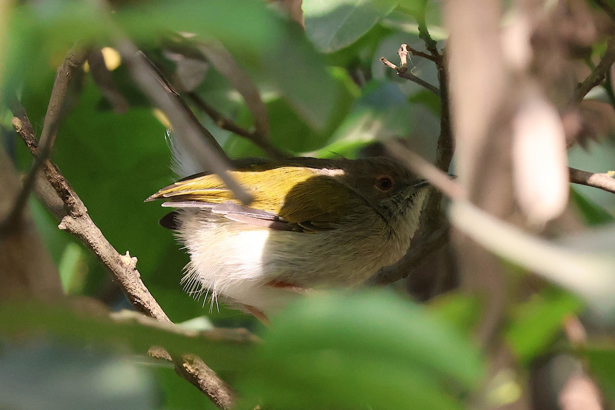 Green-backed Camaroptera - ML627622105