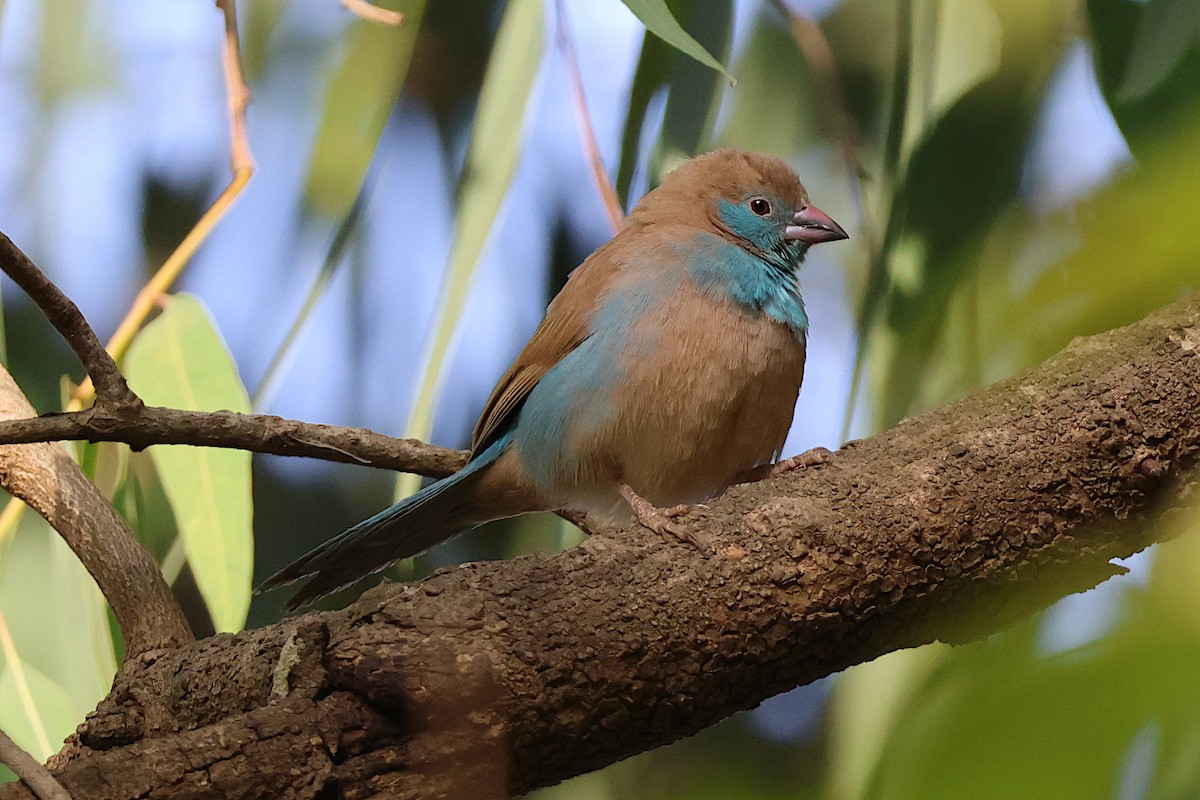 Red-cheeked Cordonbleu - ML627622111