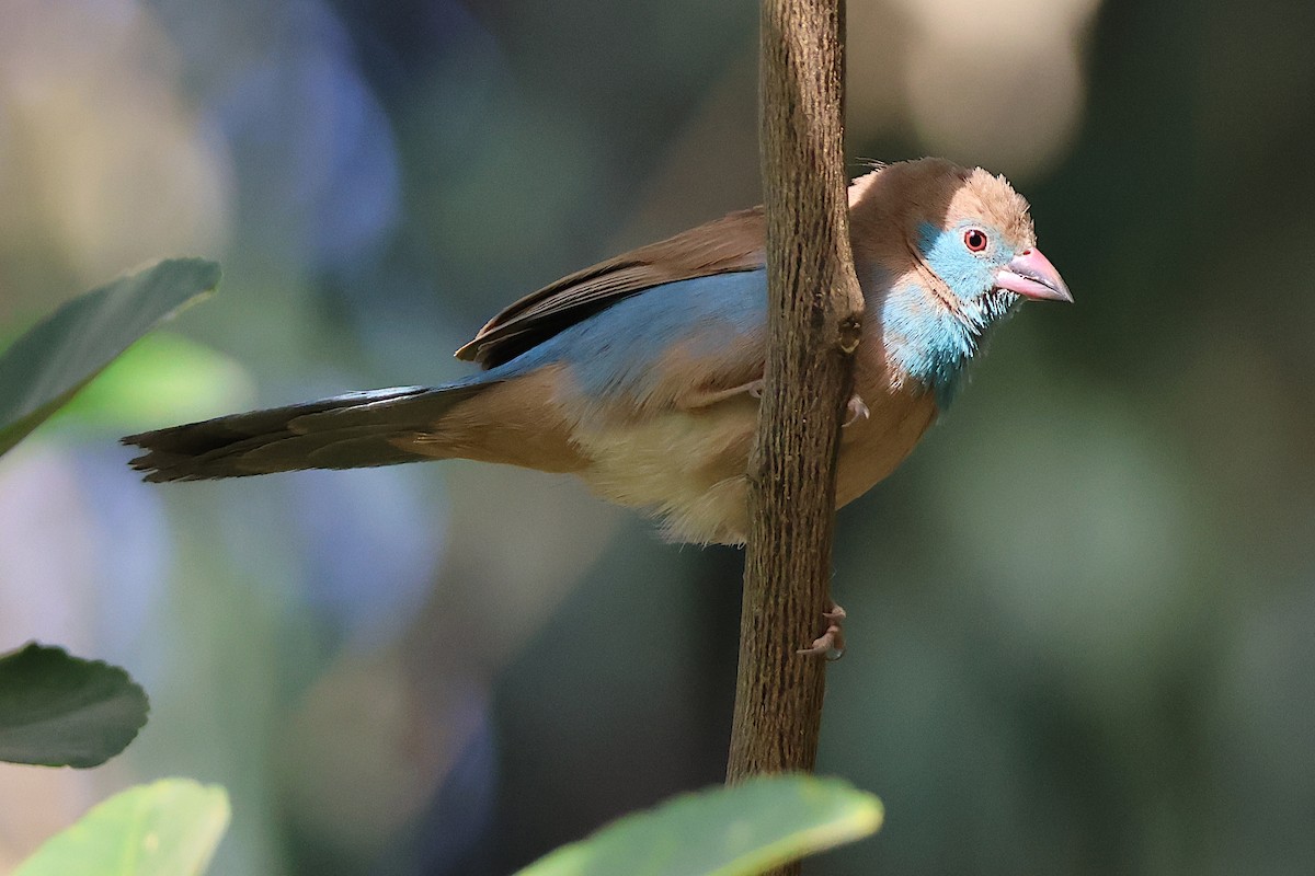 Red-cheeked Cordonbleu - ML627622112