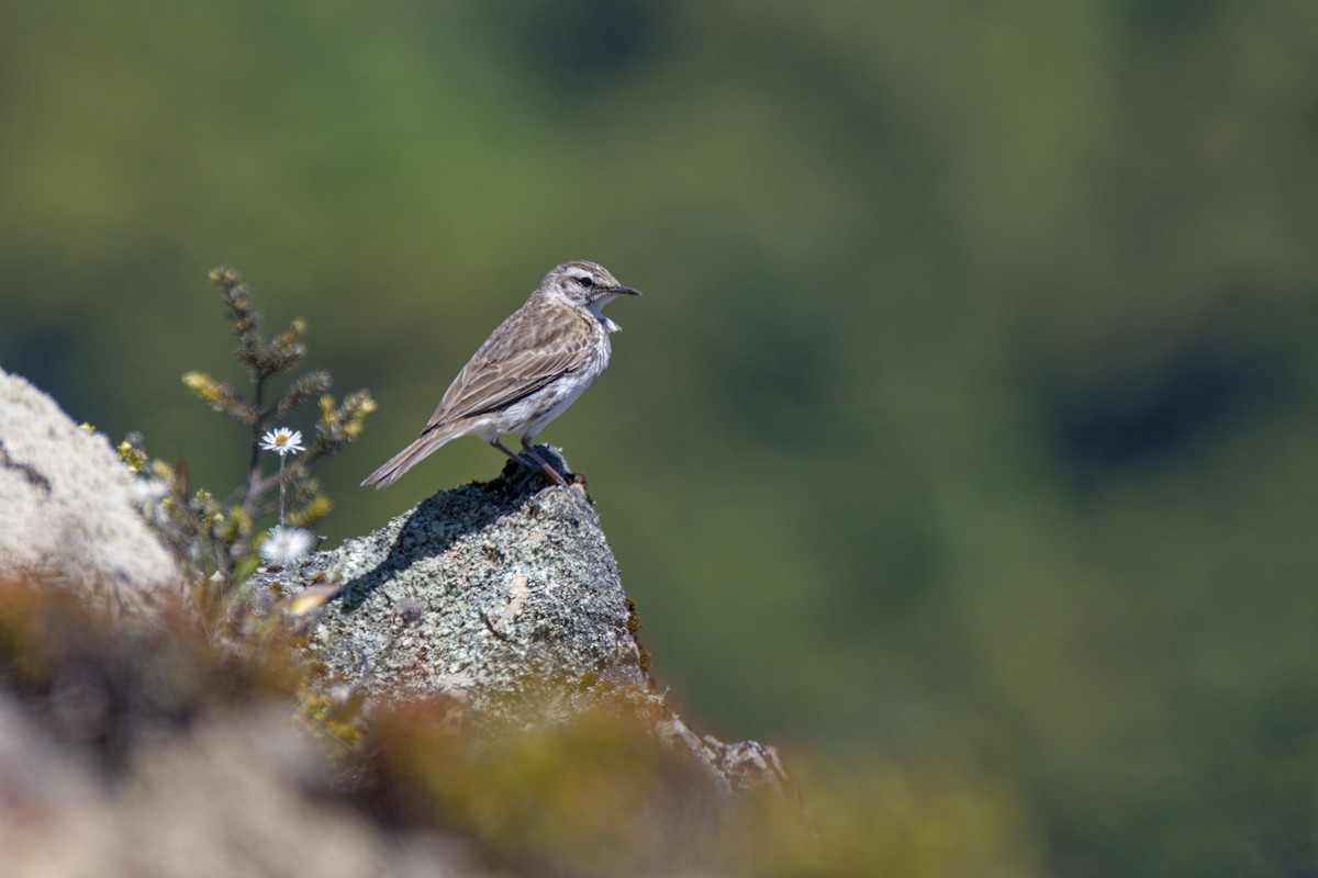 New Zealand Pipit - ML627622115