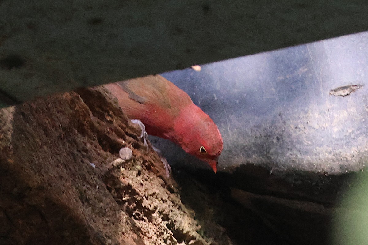 Red-billed Firefinch - ML627622125