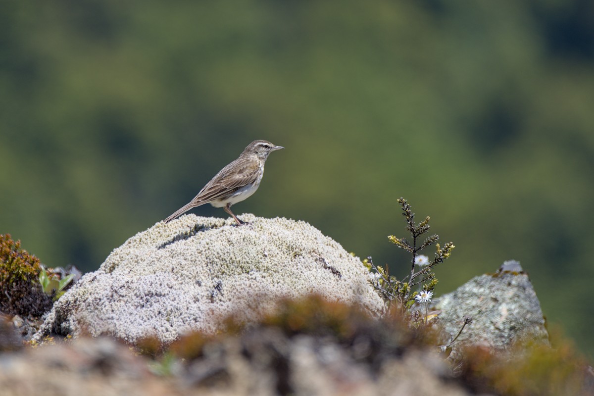 New Zealand Pipit - ML627622126