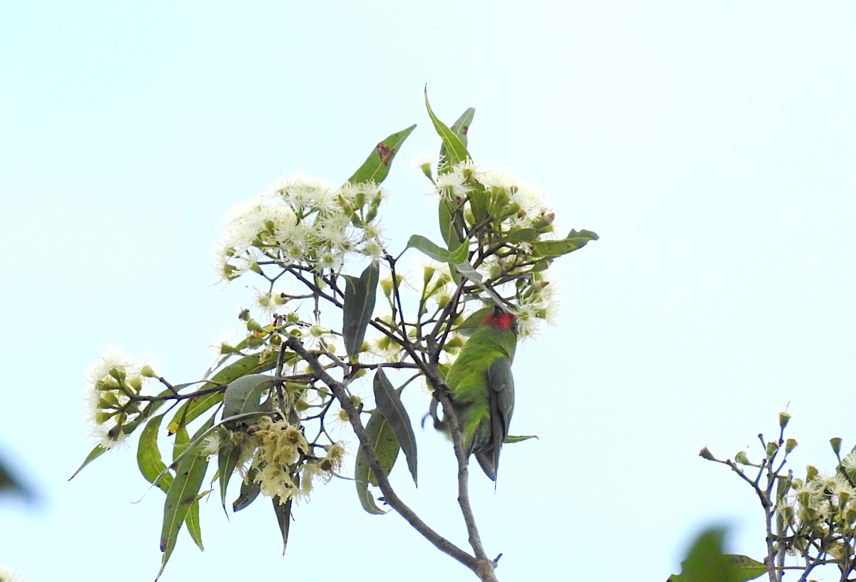 Little Lorikeet - ML627622128