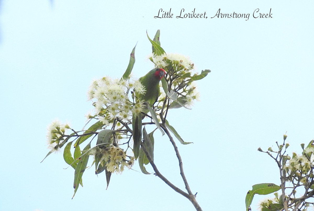 Little Lorikeet - ML627622129