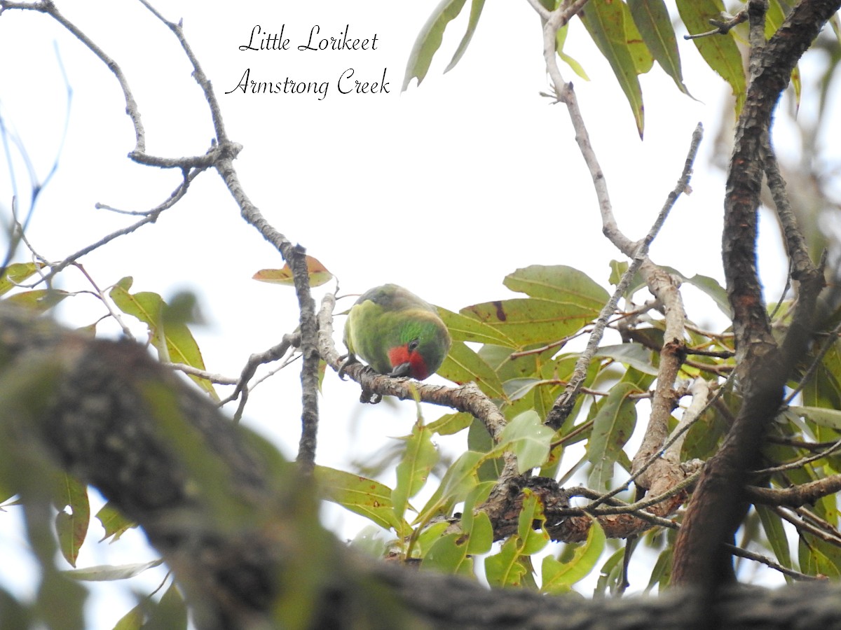 Little Lorikeet - ML627622130