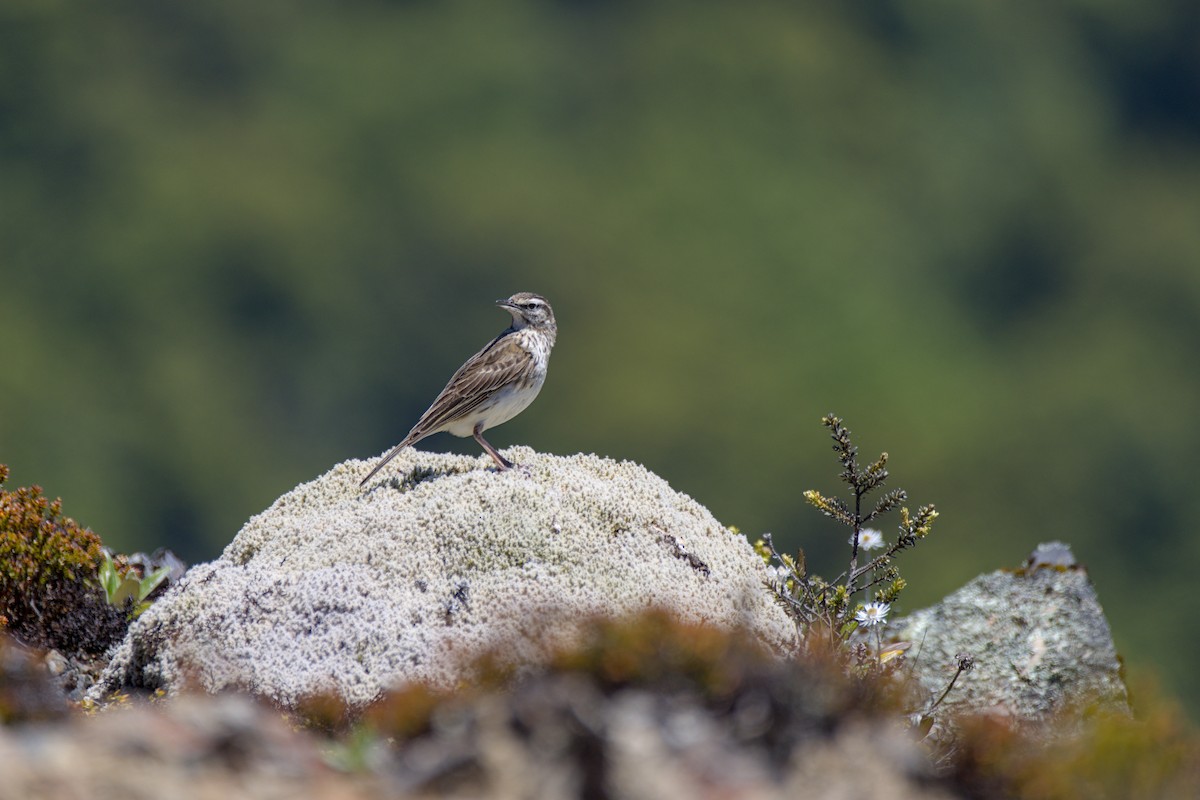 New Zealand Pipit - ML627622137