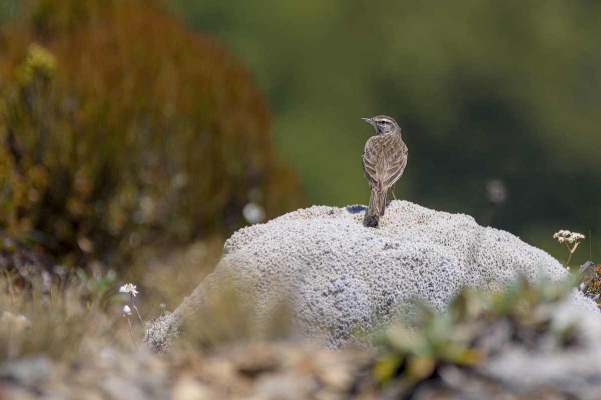 New Zealand Pipit - ML627622142