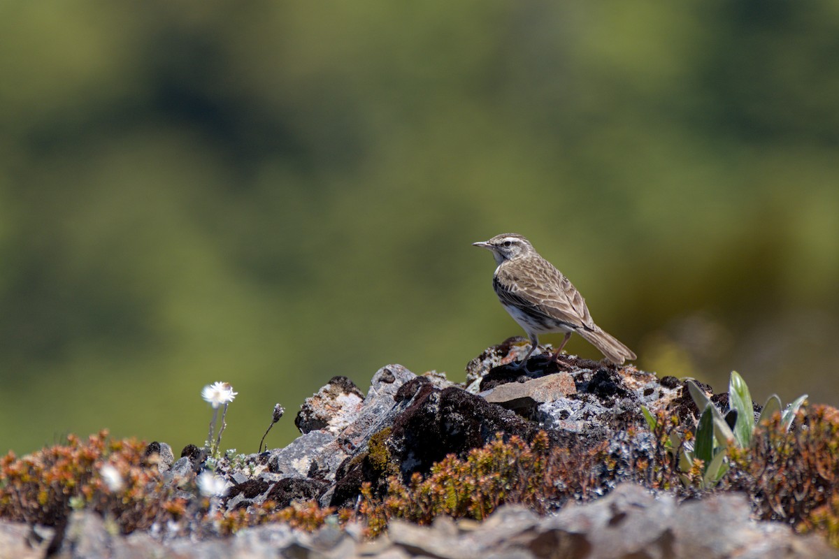 New Zealand Pipit - ML627622145