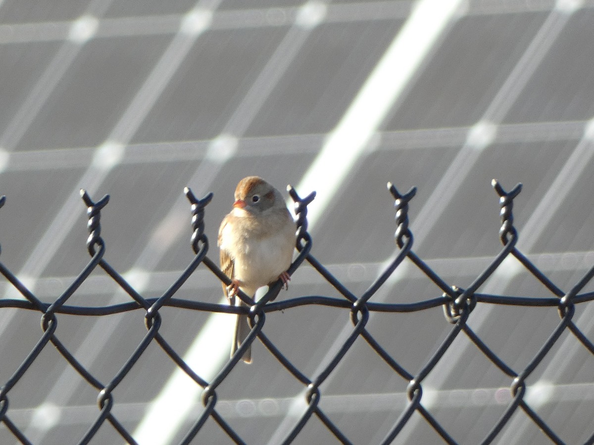 Field Sparrow - ML627622161