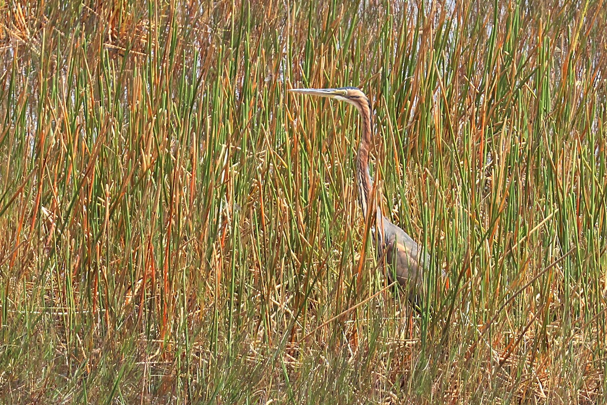 Purple Heron - ML627622163