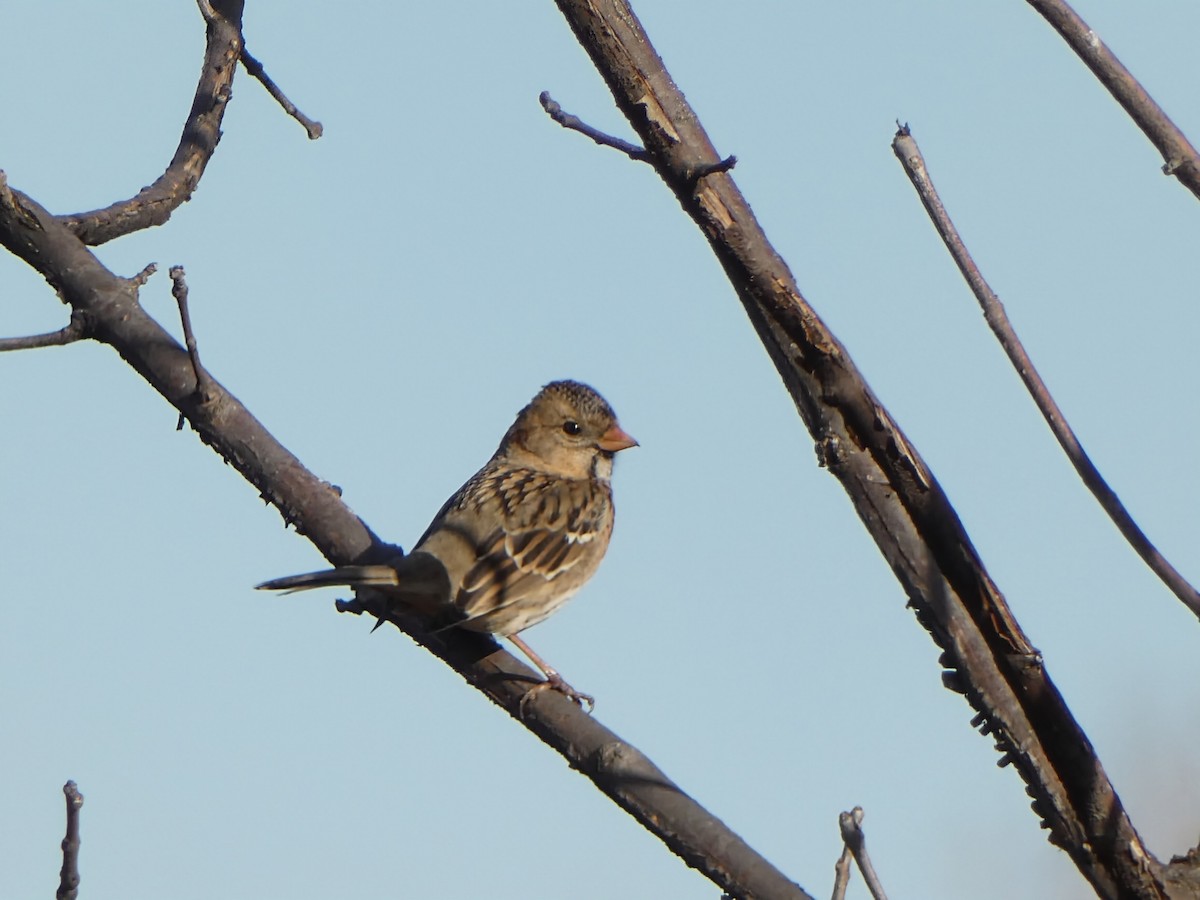 Harris's Sparrow - ML627622171