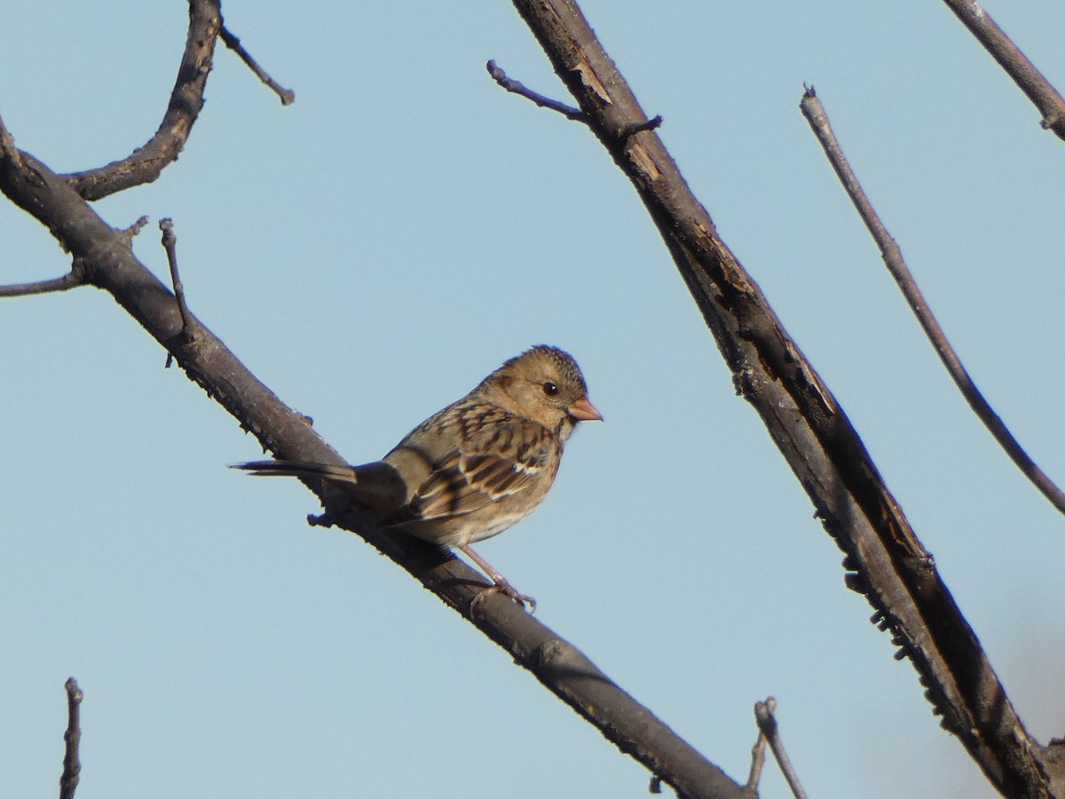 Harris's Sparrow - ML627622172