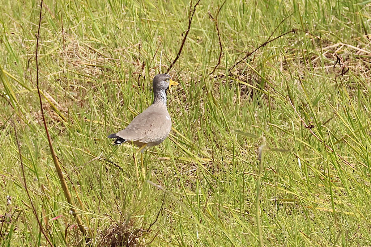 Wattled Lapwing - ML627622198