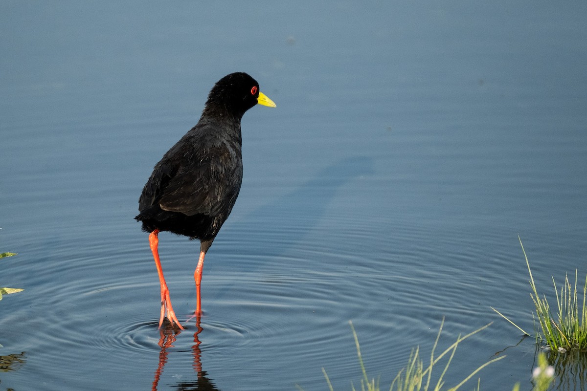 Black Crake - ML627622200