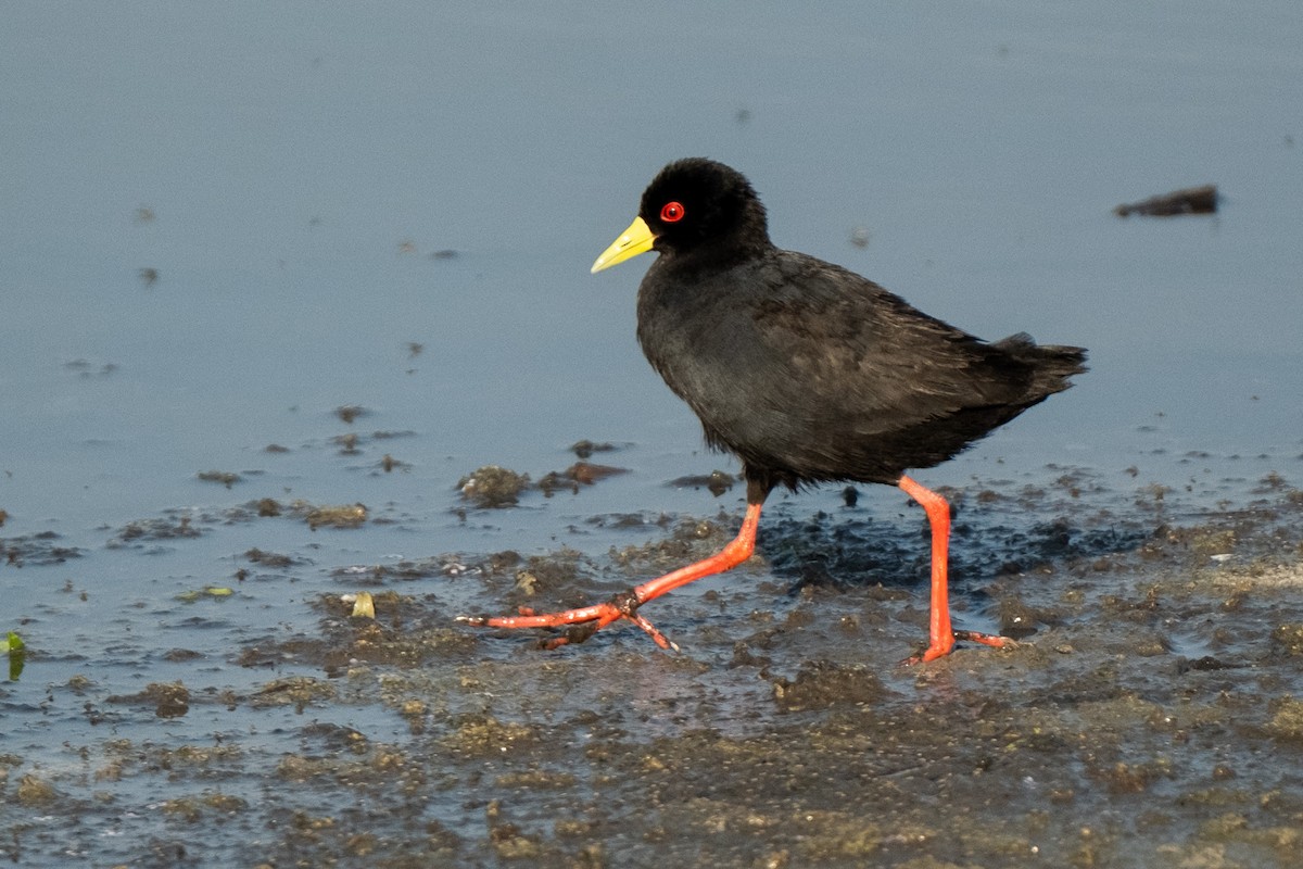 Black Crake - ML627622201