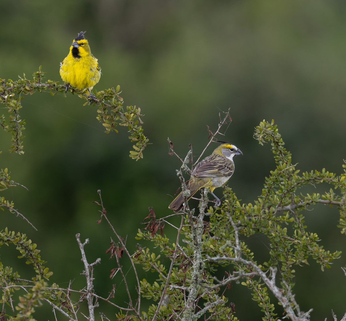 Yellow Cardinal - ML627622225