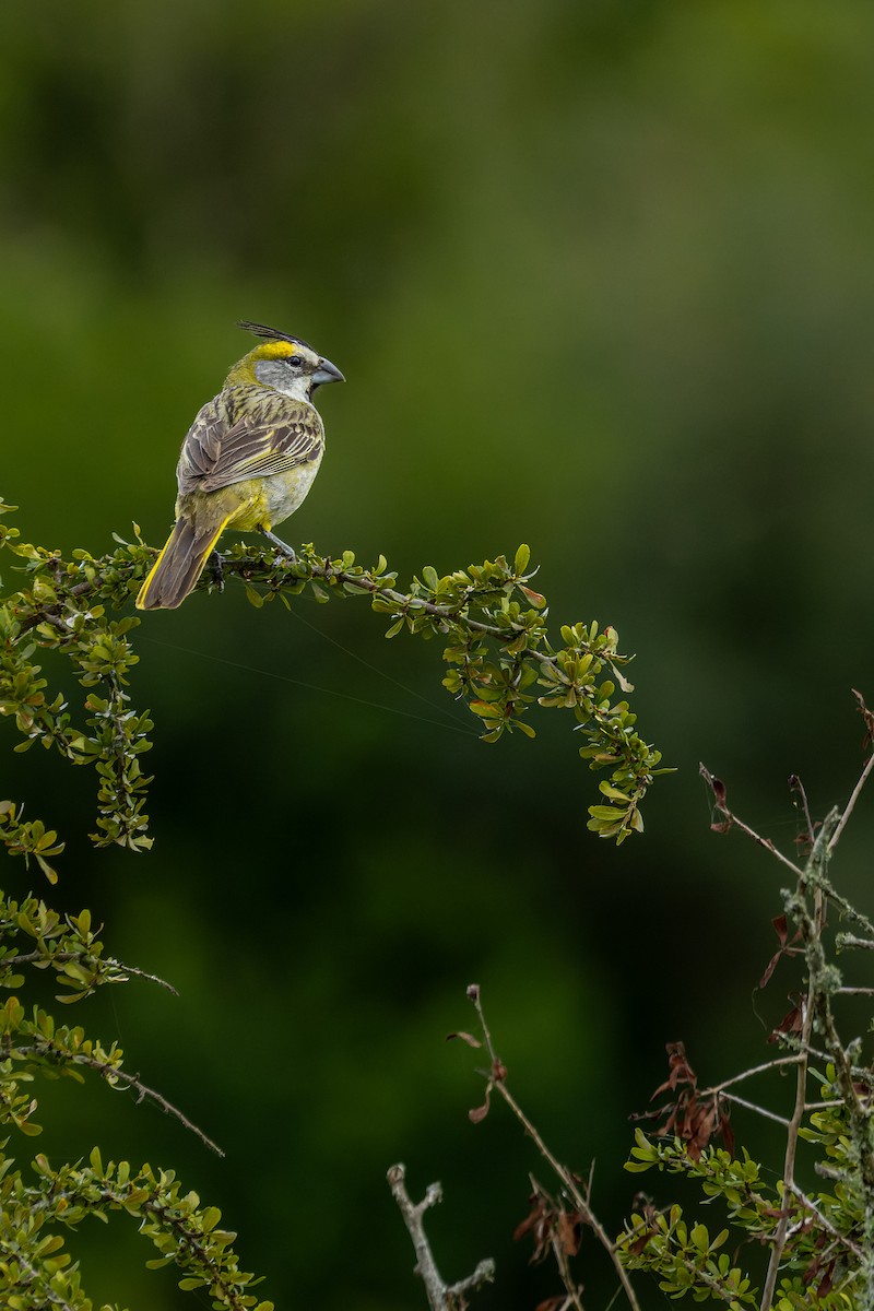 Yellow Cardinal - ML627622229