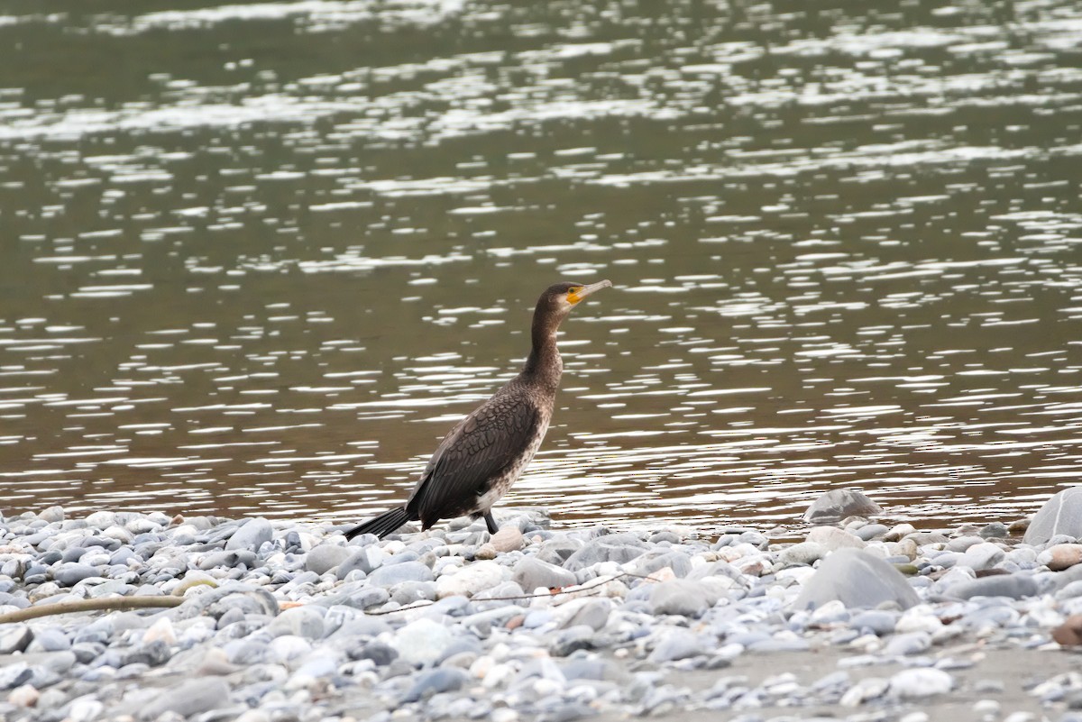 Great Cormorant - ML627622286