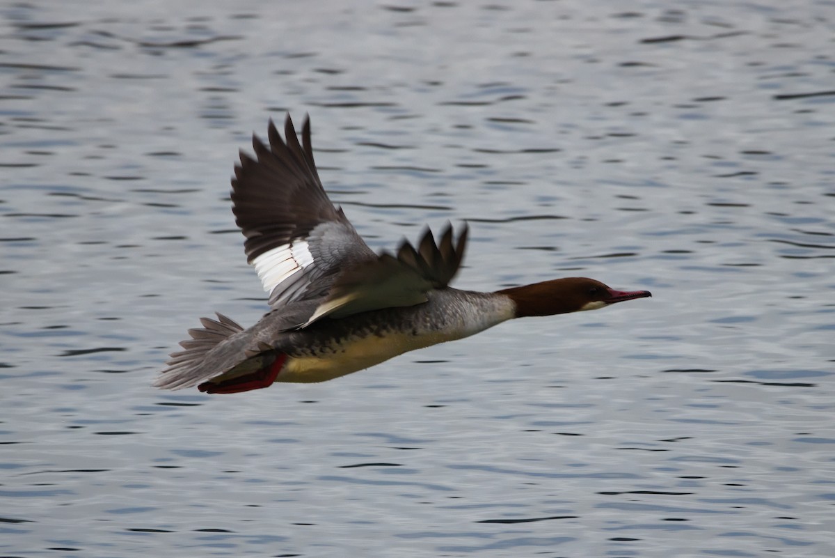 Common Merganser - ML627622292