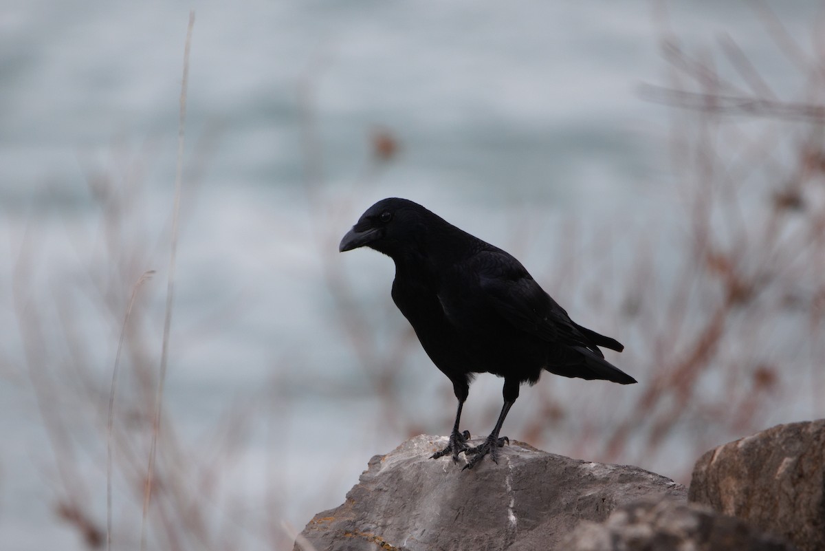 Carrion Crow - ML627622296