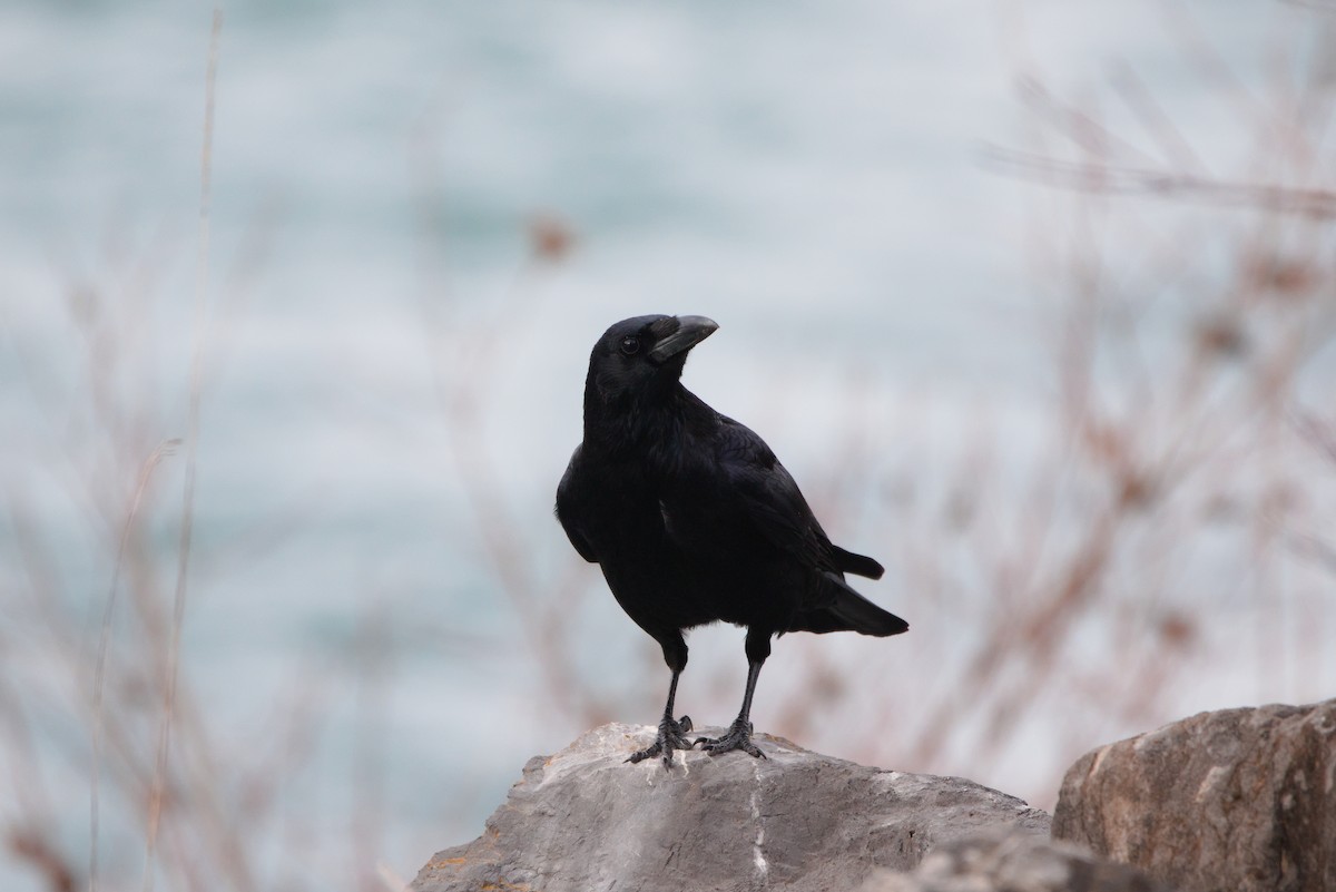 Carrion Crow - ML627622297