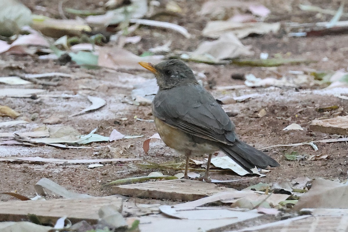 African Thrush - ML627622298