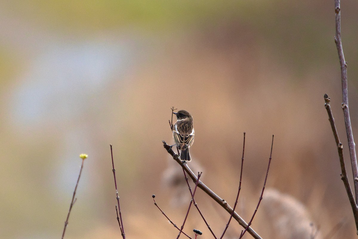 European Stonechat - ML627622300