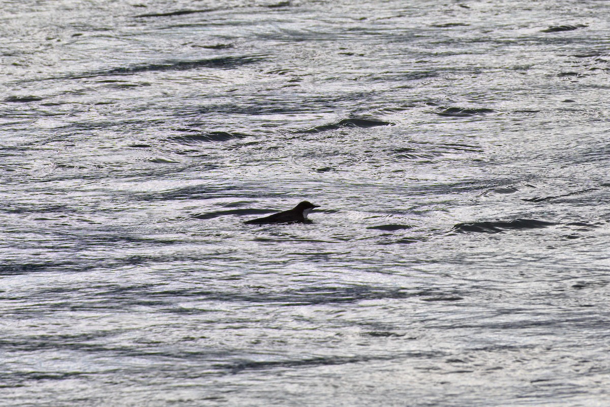 White-throated Dipper - ML627622309