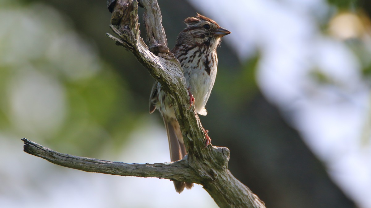 Song Sparrow - Jack McDonald