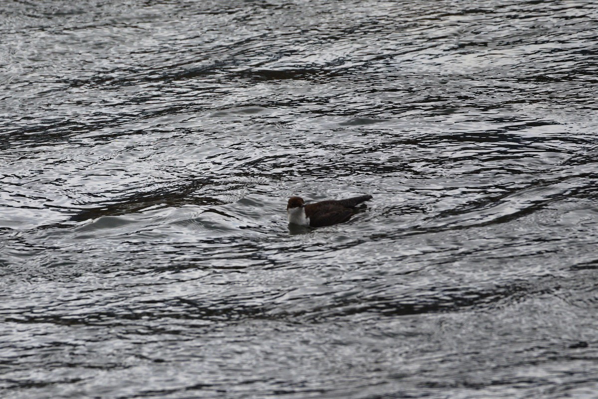 White-throated Dipper - ML627622310