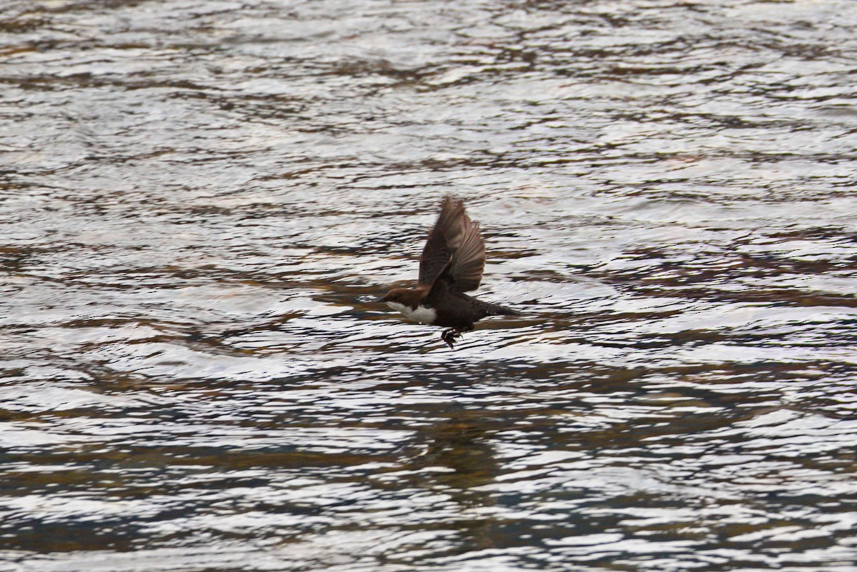 White-throated Dipper - ML627622311