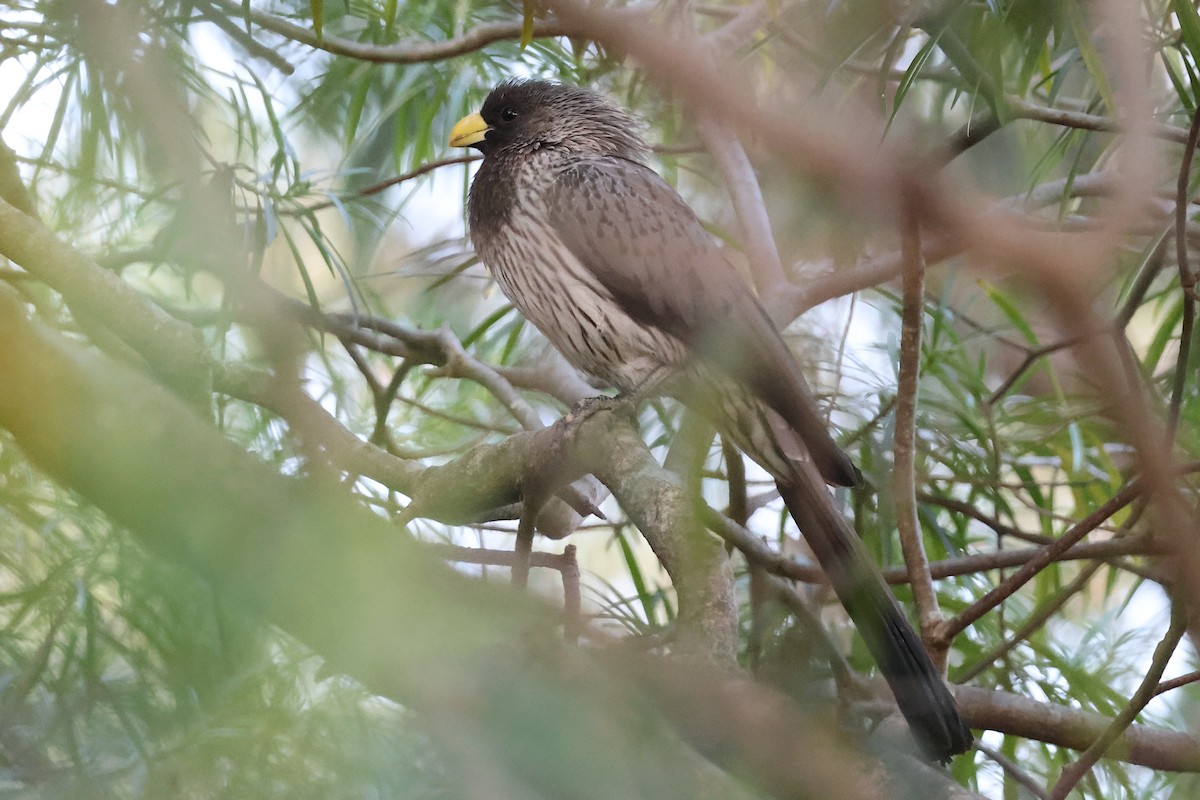 Western Plantain-eater - ML627622314
