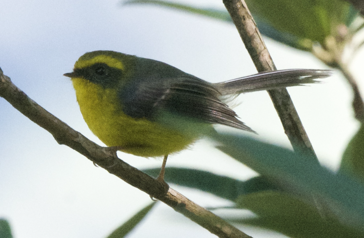 Yellow-bellied Fairy-Fantail - ML627622351