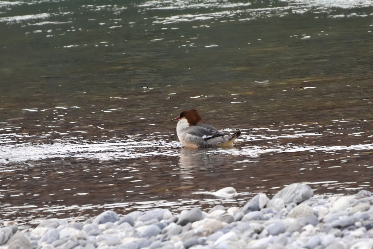 Common Merganser - ML627622353