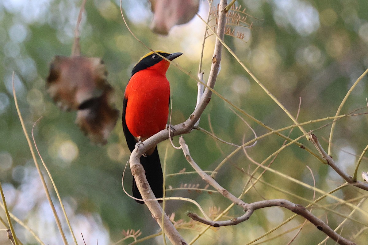Yellow-crowned Gonolek - ML627622354