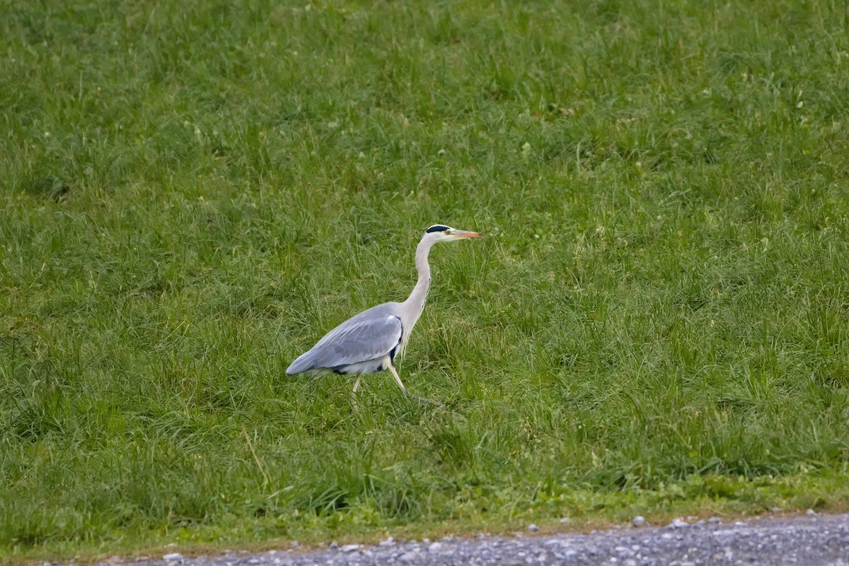 Gray Heron - ML627622368