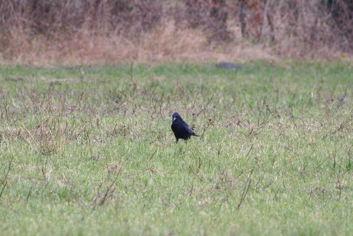 Carrion Crow - ML627622378