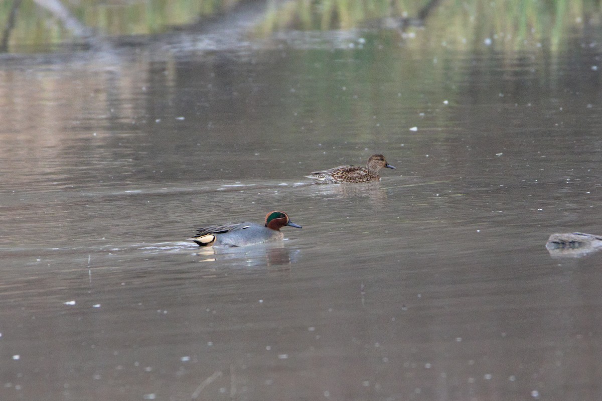 Green-winged Teal (Eurasian) - ML627622414