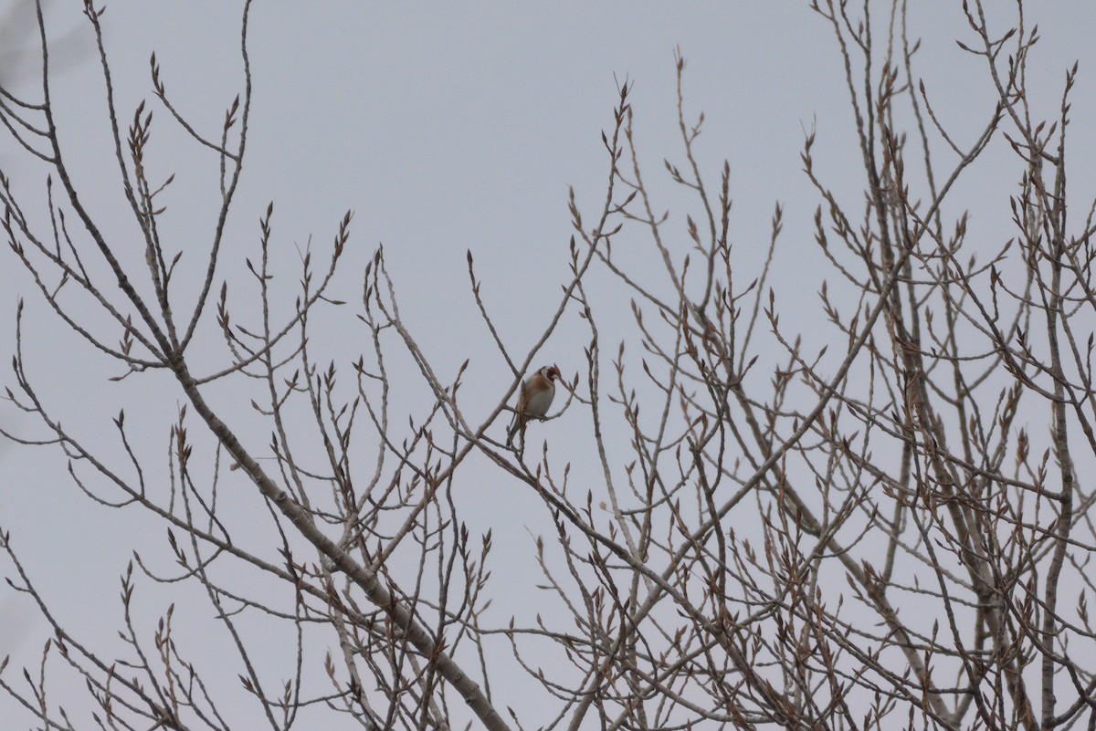 European Goldfinch - ML627622419