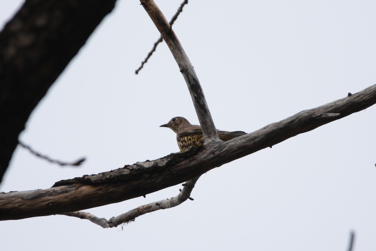 Mistle Thrush - ML627622424